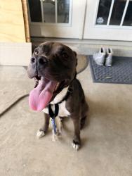 Found/Stray Male Dog last seen Bayou benoit Landing, Saint Martinville, LA 70582