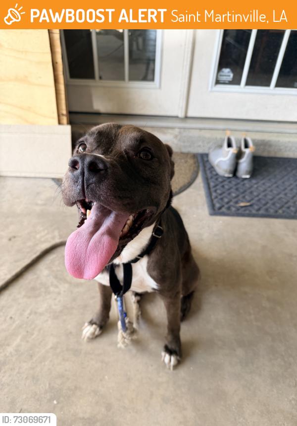 Found/Stray Male Dog last seen Bayou benoit Landing, Saint Martinville, LA 70582