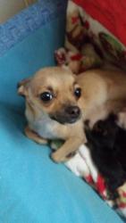 Lost Female Dog last seen Beech st taunton ma, Taunton, MA 02780