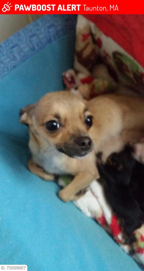 Lost Female Dog last seen Beech st taunton ma, Taunton, MA 02780