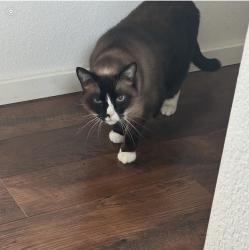 Lost Male Cat last seen 179th and Driftwood Dr. E, Lake Tapps, WA 98391