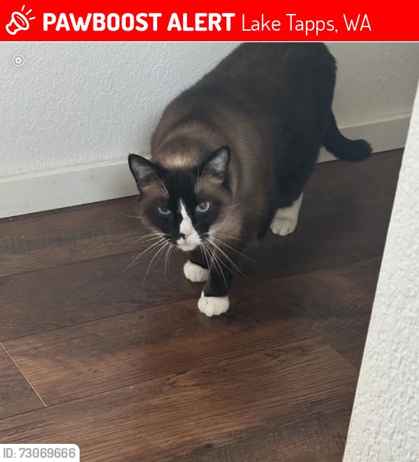 Lost Male Cat last seen 179th and Driftwood Dr. E, Lake Tapps, WA 98391