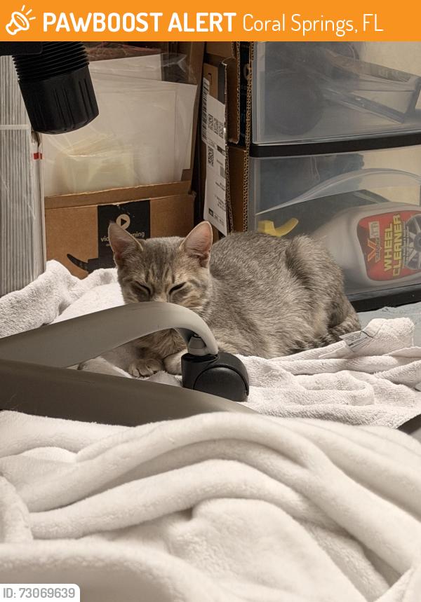 Found/Stray Female Cat last seen Publix, Coral Springs, FL 33076