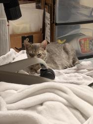 Found/Stray Female Cat last seen Publix, Coral Springs, FL 33076