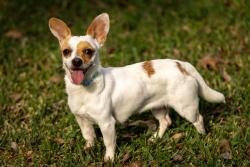 Reunited Female Dog last seen Near Chapel Ln, Mason OH, Mason, OH 45040