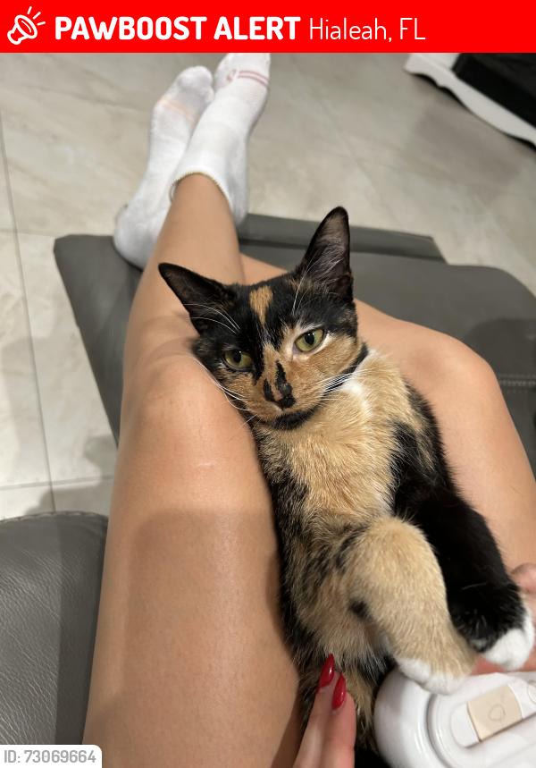Lost Female Cat last seen Country Club, Hialeah, FL 33015