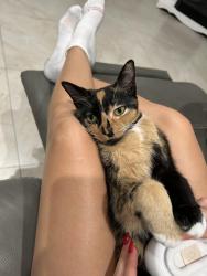 Lost Female Cat last seen Country Club, Hialeah, FL 33015