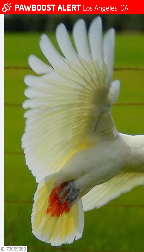 Lost Unknown Bird last seen Orchard/ 155th, Los Angeles, CA 90021