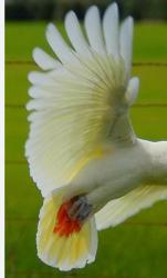 Lost Unknown Bird last seen Orchard/ 155th, Los Angeles, CA 90021
