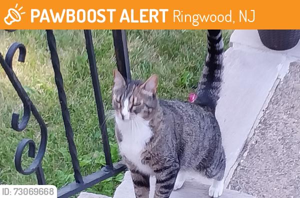 Found/Stray Unknown Cat last seen Skyland Lakes Fire hse, Ringwood, NJ 07456