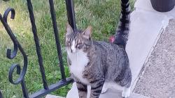 Found/Stray Unknown Cat last seen Skyland Lakes Fire hse, Ringwood, NJ 07456
