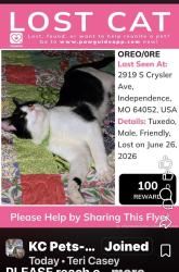 Lost Male Cat last seen Near th & S Chrysler, Independence, MO 64052