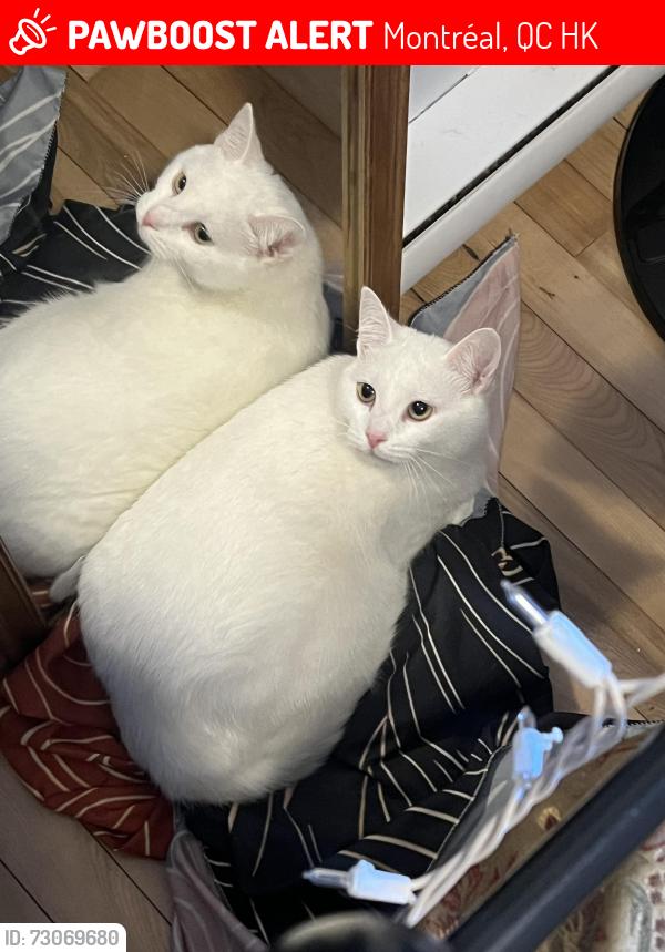 Lost Female Cat last seen Rue Grand trunk, Montreal. Backyard, Montréal, QC H3K