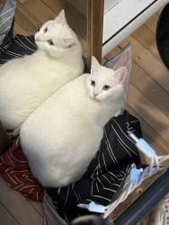 Lost Female Cat last seen Rue Grand trunk, Montreal. Backyard, Montréal, QC H3K