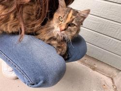Found/Stray Unknown Cat last seen Cole and amity, Boise, ID 83709