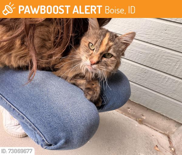 Found/Stray Unknown Cat last seen Cole and amity, Boise, ID 83709