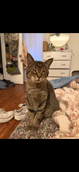 Lost Male Cat last seen E fifth street and S Madison Ave, Monroe, GA 30655