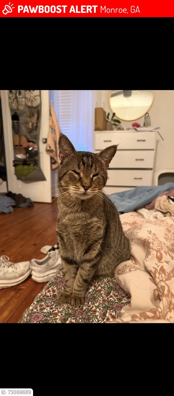 Lost Male Cat last seen E fifth street and S Madison Ave, Monroe, GA 30655