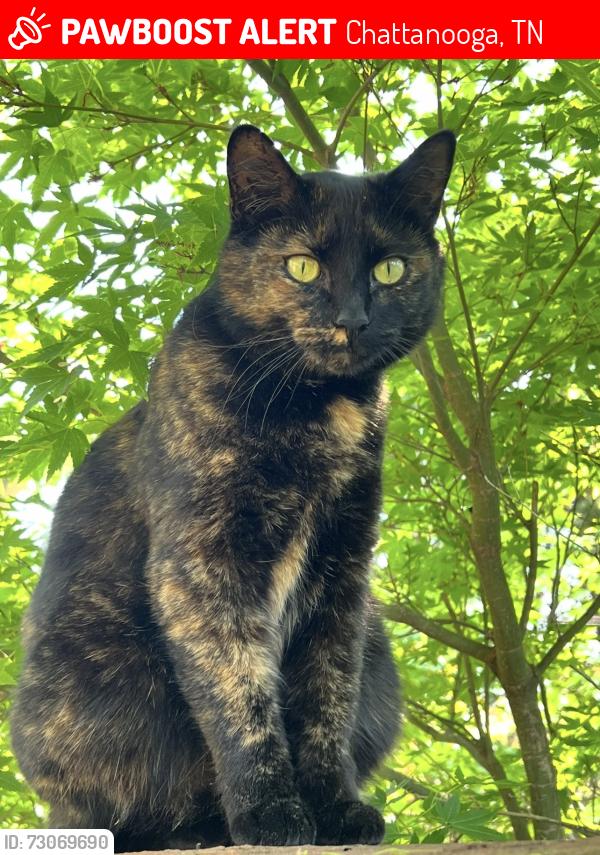 Lost Female Cat last seen Chester Frost Park, Chattanooga, TN 37343
