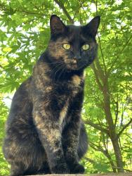 Lost Female Cat last seen Chester Frost Park, Chattanooga, TN 37343