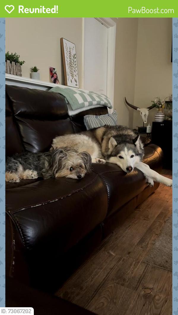 Reunited Female Dog last seen Yarborough and featherwood trail , Lakeland, FL 33812