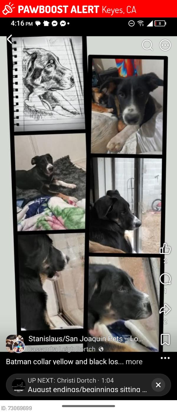 Lost Male Dog last seen Near Christine ave Keyes ca, Keyes, CA 95328