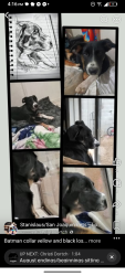 Lost Male Dog last seen Near Christine ave Keyes ca, Keyes, CA 95328