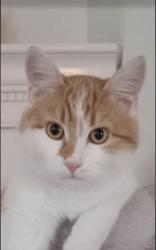 Reunited Female Cat last seen Across the street, Spokane Valley, WA 99216