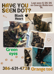 Lost Female Cat last seen Ormond Beach, 32174 Tomoka Estates -near George Anderson St and Coquina Ave., Ormond Beach, FL 32174