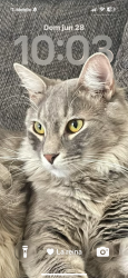 Lost Male Cat last seen Yaqui Lane, Desert Hot Springs, CA 92241