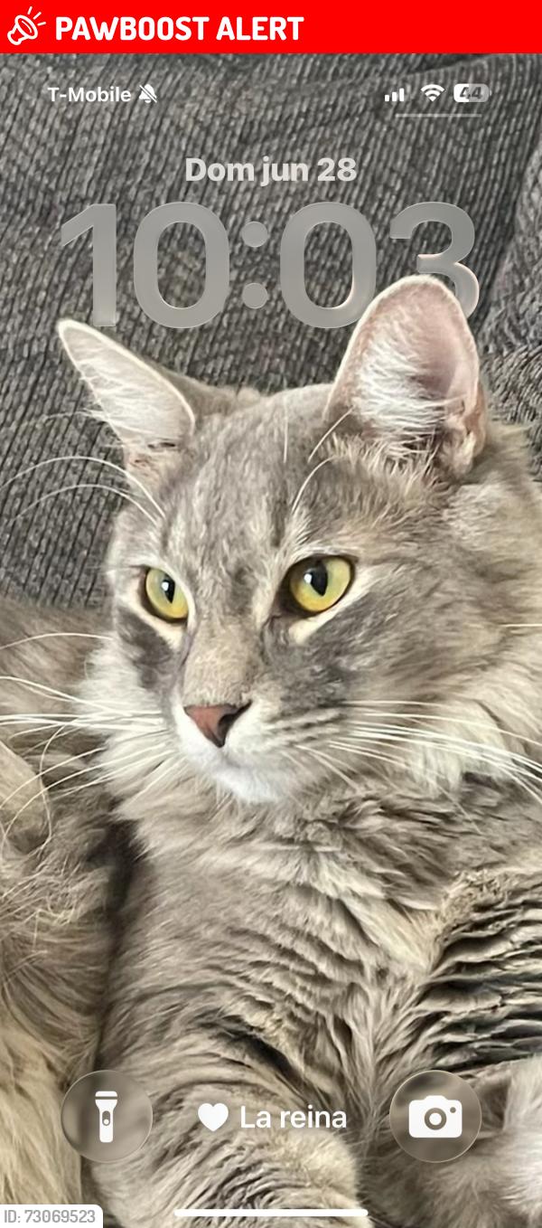 Lost Male Cat last seen Yaqui Lane, Desert Hot Springs, CA 92241