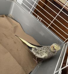 Found/Stray Unknown Bird last seen Bullard & WIillow, Clovis, CA 93612