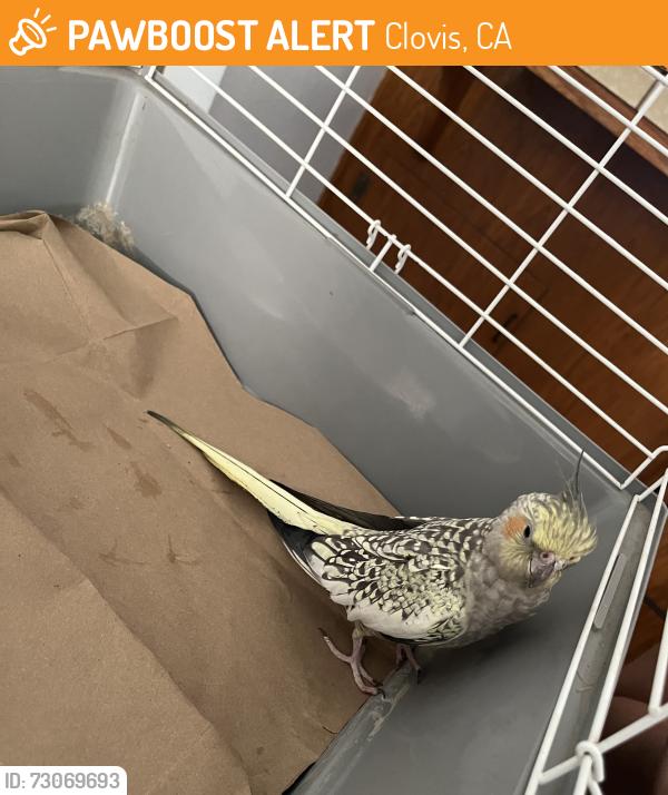 Found/Stray Unknown Bird last seen Bullard & WIillow, Clovis, CA 93612