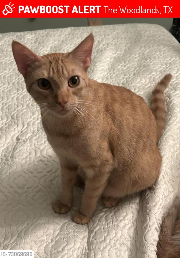 Lost Male Cat last seen Flintridge and The Woodlands PKWY, The Woodlands, TX 77381