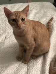 Lost Male Cat last seen Flintridge and The Woodlands PKWY, The Woodlands, TX 77381