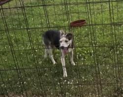 Found/Stray Male Dog last seen intersection of Cane Ridge and Old Franklin Road, Nashville, TN 37013