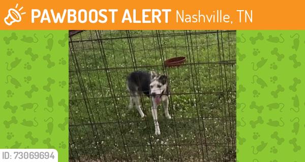 Found/Stray Male Dog last seen intersection of Cane Ridge and Old Franklin Road, Nashville, TN 37013