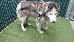 Shelter Stray Male Dog last seen , 11258 Garfield Ave, Downey, CA 90242, USA