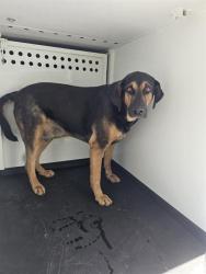 Shelter Stray Male Dog last seen Near BLK SCHIRRA CT,BAKERSFIELD,CA, 201 S Mt Vernon Ave, Bakersfield, CA 93307, USA