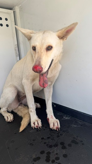 Shelter Stray Female Dog last seen Near BLK AVIGNON AVE, BAKERSFIELD CA, 201 S Mt Vernon Ave, Bakersfield, CA 93307, USA
