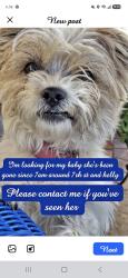 Lost Female Dog last seen Kelly and 8th, Odessa, TX 79763
