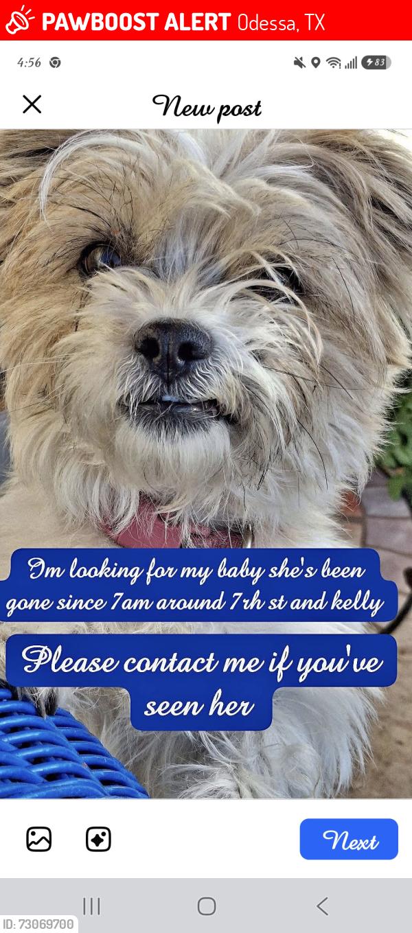 Lost Female Dog last seen Kelly and 8th, Odessa, TX 79763