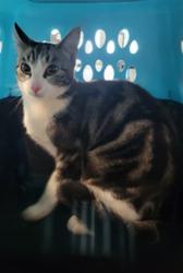 Shelter Stray Female Cat last seen , 14409 Vanowen St, Van Nuys, CA 91405, USA