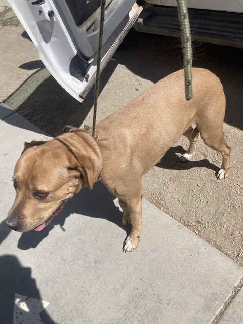 Shelter Stray Female Dog last seen Near BLOCK PARK AVE, MOUNTAIN MESA CA 93240, 3951 Fruitvale Ave, Bakersfield, CA 93308, USA