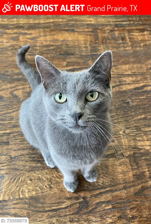 Lost Female Cat last seen Grand Peninsula, Grand Prairie, TX 75054