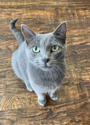 Lost Female Cat last seen Grand Peninsula, Grand Prairie, TX 75054