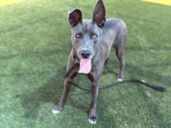 Shelter Stray Female Dog last seen , 3201 Lacy St, Los Angeles, CA 90031, USA