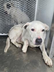 Shelter Stray Male Dog last seen Near BLOCK 178 HWY, WELDON CA 93283, 3951 Fruitvale Ave, Bakersfield, CA 93308, USA