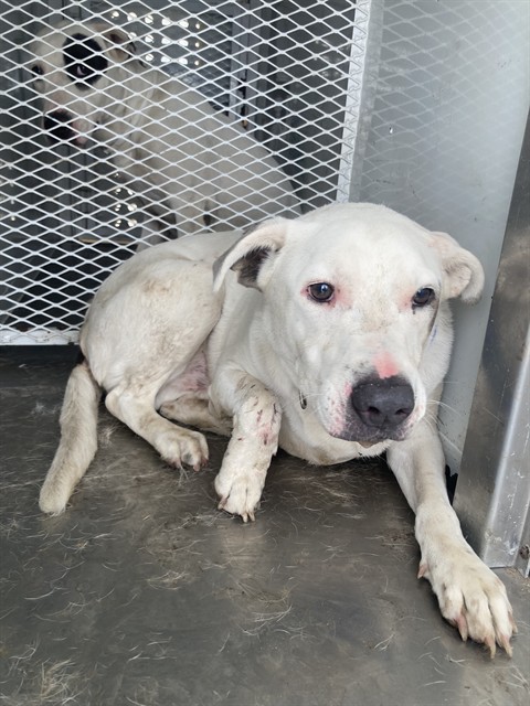 Shelter Stray Male Dog last seen Near BLOCK 178 HWY, WELDON CA 93283, 3951 Fruitvale Ave, Bakersfield, CA 93308, USA