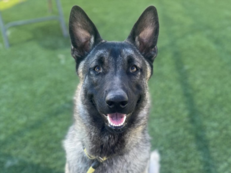 Shelter Stray Male Dog last seen , 3201 Lacy St, Los Angeles, CA 90031, USA
